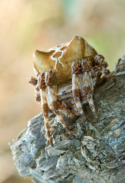 Araneus grossus